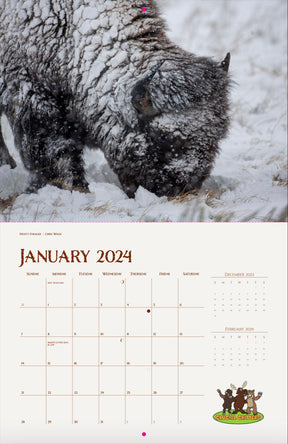 The Jackson Hole Bison Herd 2024 13 Month Bison Calendar
