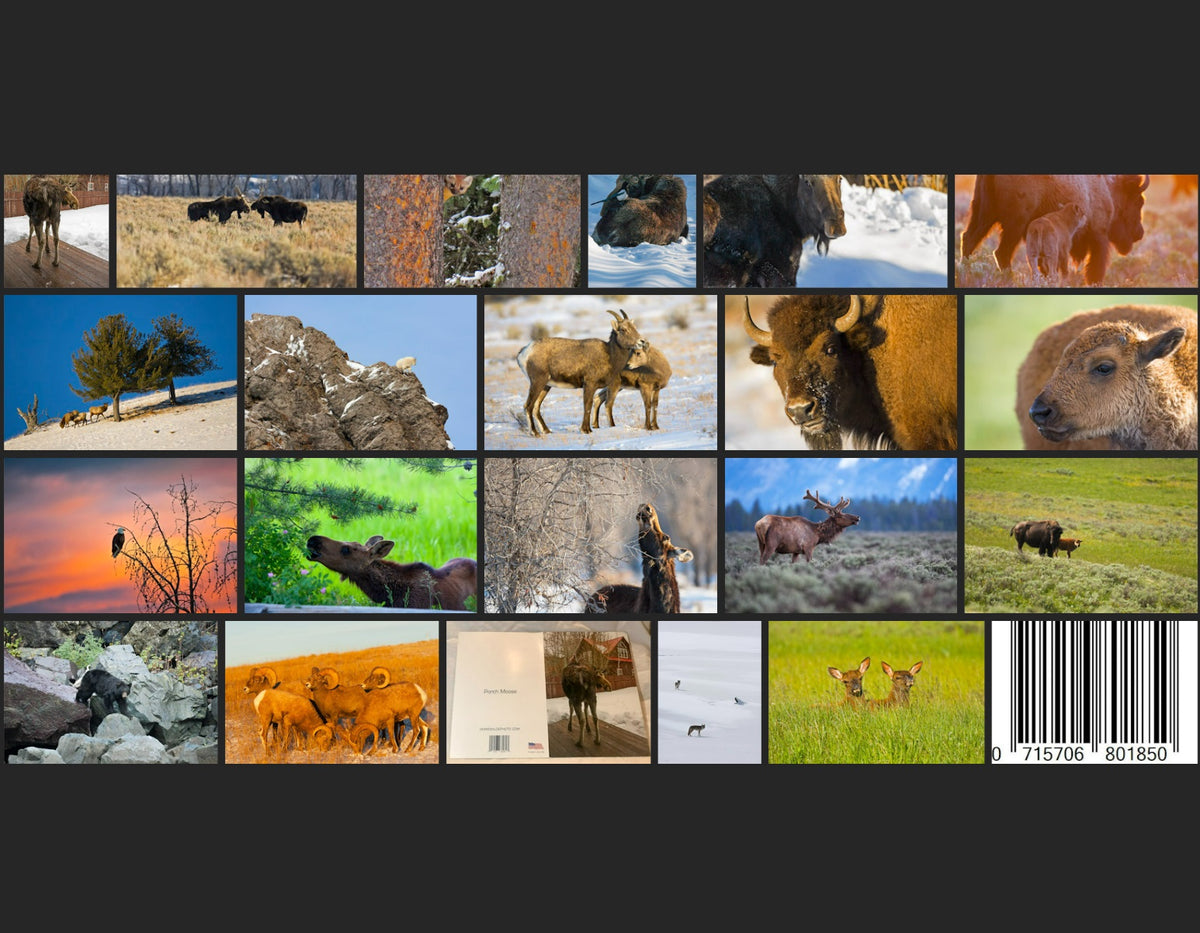 20 Wildlife Notecards with Envelopes from Chris Wilde Photo